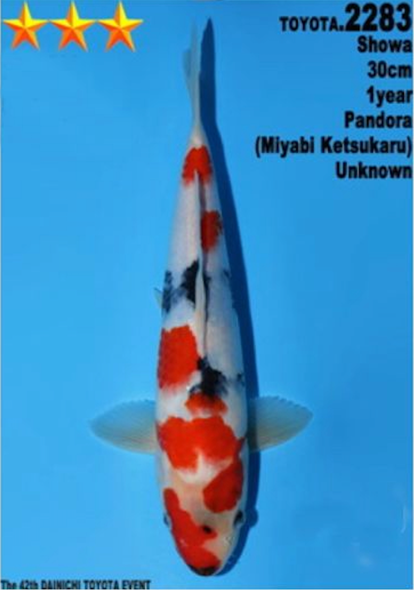[#2283P25] Dainichi Tosai Showa [30cm]