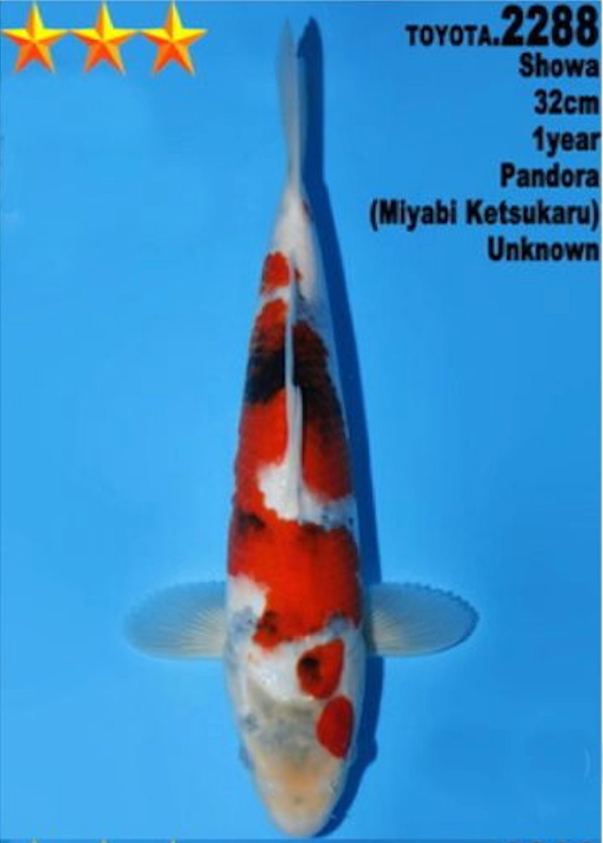 [#2288P25] Dainichi Tosai Showa [32cm]
