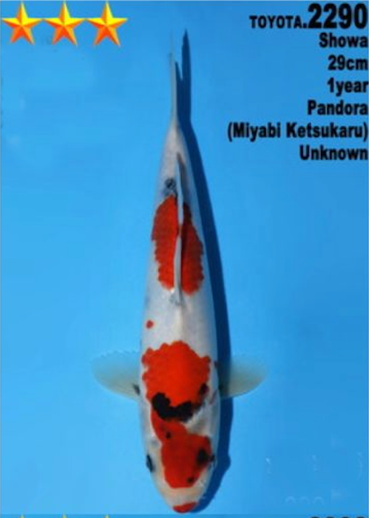 [#2290P25] Dainichi Tosai Showa [29cm]