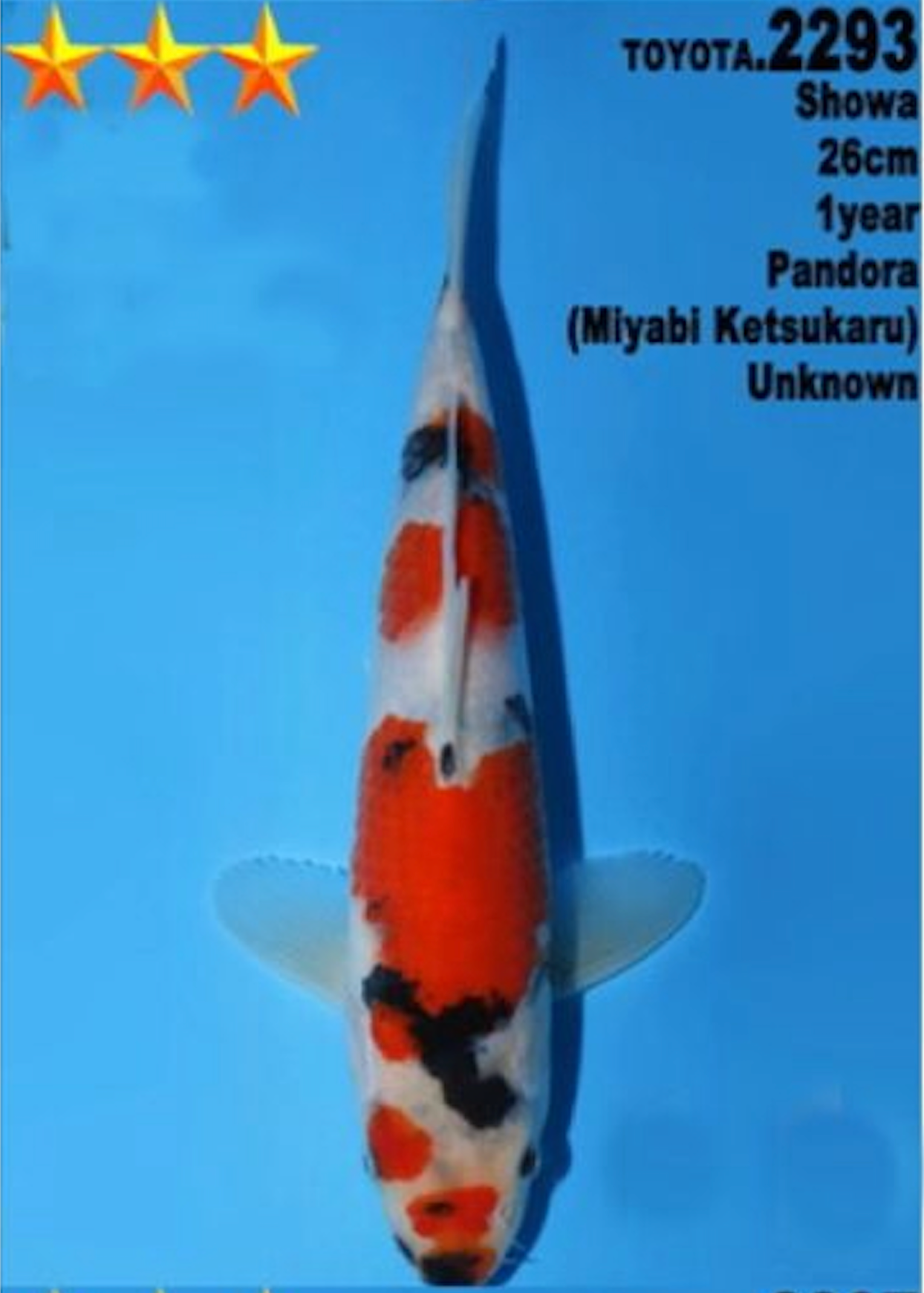 [#2293P25] Dainichi Tosai Showa [26cm]