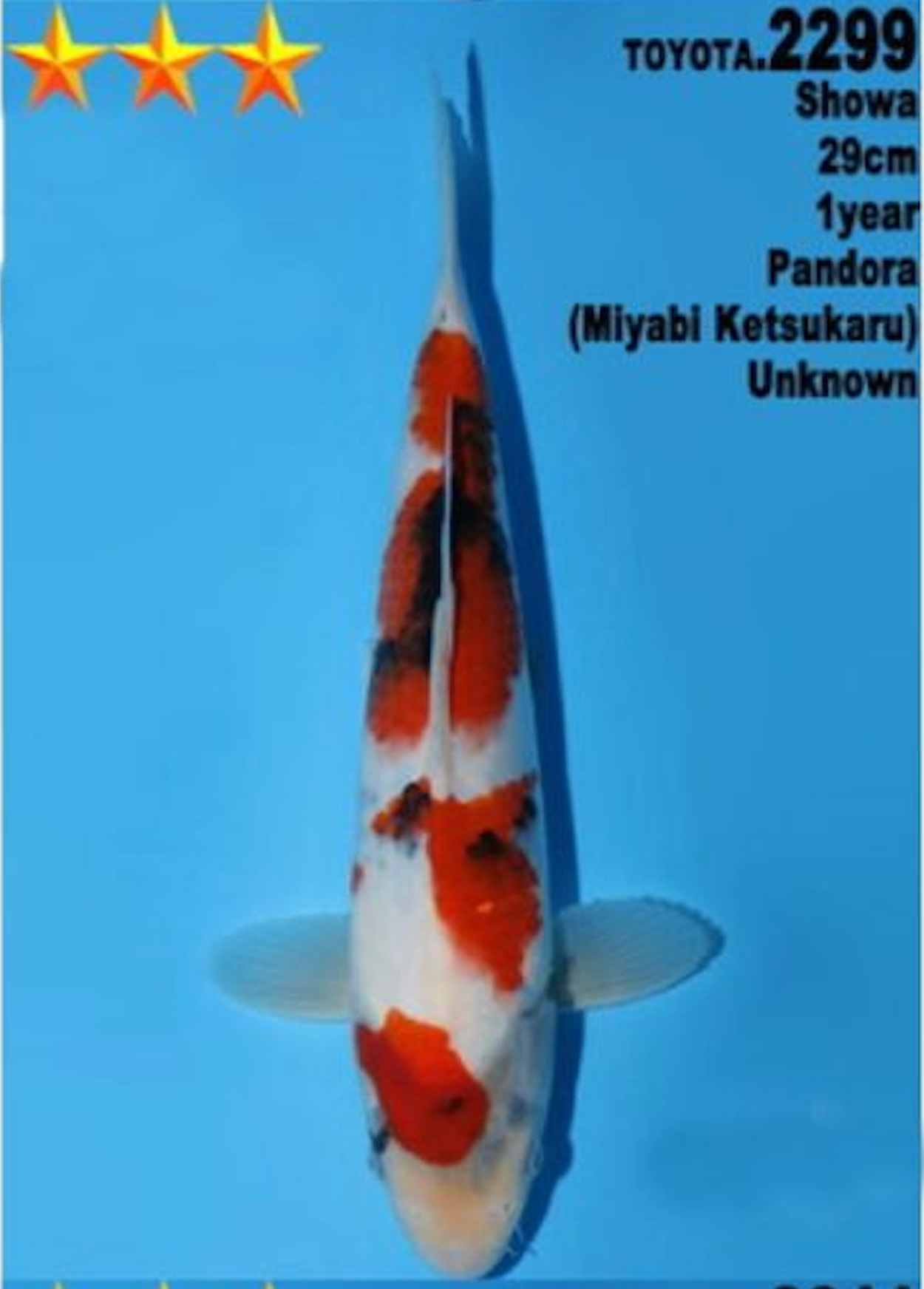 [#2299P25] Dainichi Tosai Showa [29cm]