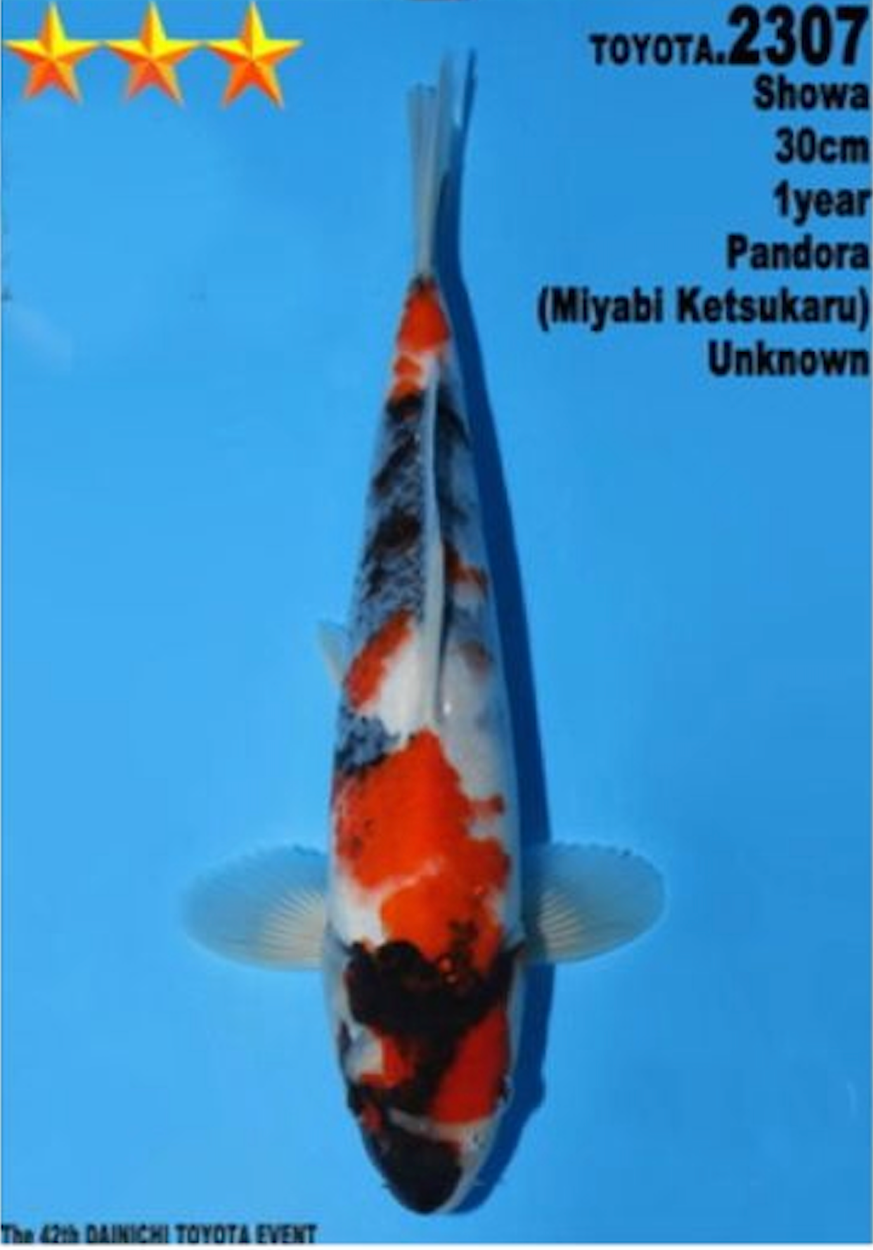 [#2307P25] Dainichi Tosai Showa [30cm]