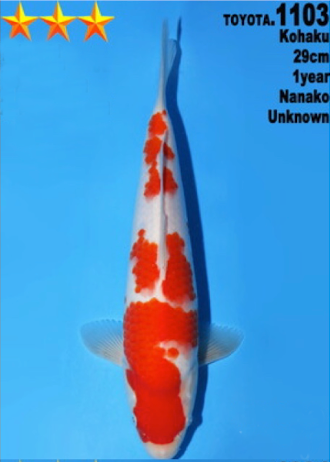 [#1103P25] Dainichi Tosai Kohaku[29cm]