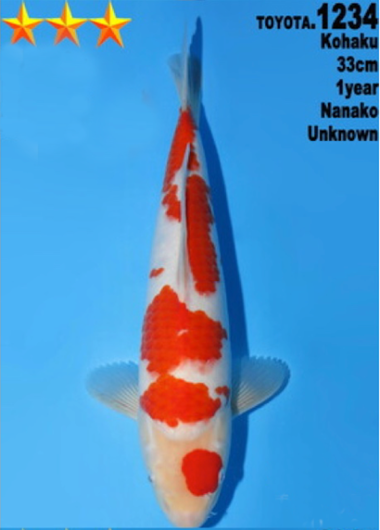 [#1234P25] Dainichi Tosai Kohaku[33cm]