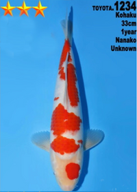 [#1234P25] Dainichi Tosai Kohaku[33cm]
