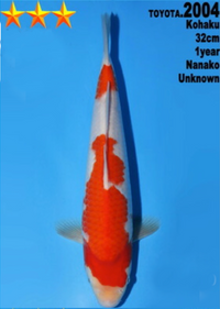 [#2004P25] Dainichi Tosai Kohaku[32cm]