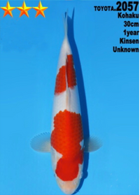 [#2057P25] Dainichi Tosai Kohaku[30cm]