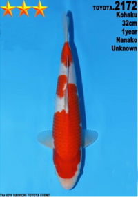[#2172P25] Dainichi Tosai Kohaku [32cm]