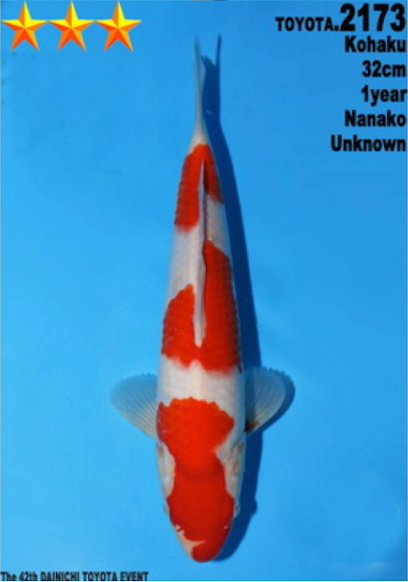 [#2173P25] Dainichi Tosai Kohaku [32cm]