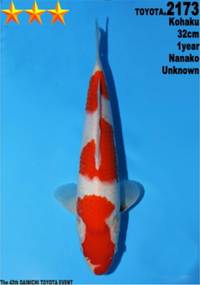[#2173P25] Dainichi Tosai Kohaku [32cm]