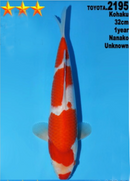 [#2195P25] Dainichi Tosai Kohaku [32cm]