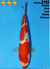 [#2195P25] Dainichi Tosai Kohaku [32cm]