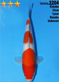 [#2204P25] Dainichi Tosai Kohaku [33cm] SOLD