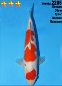 [#2205P25] Dainichi Tosai Kohaku [30cm]