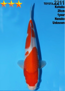 [#2211P25] Dainichi Tosai Kohaku [29cm]