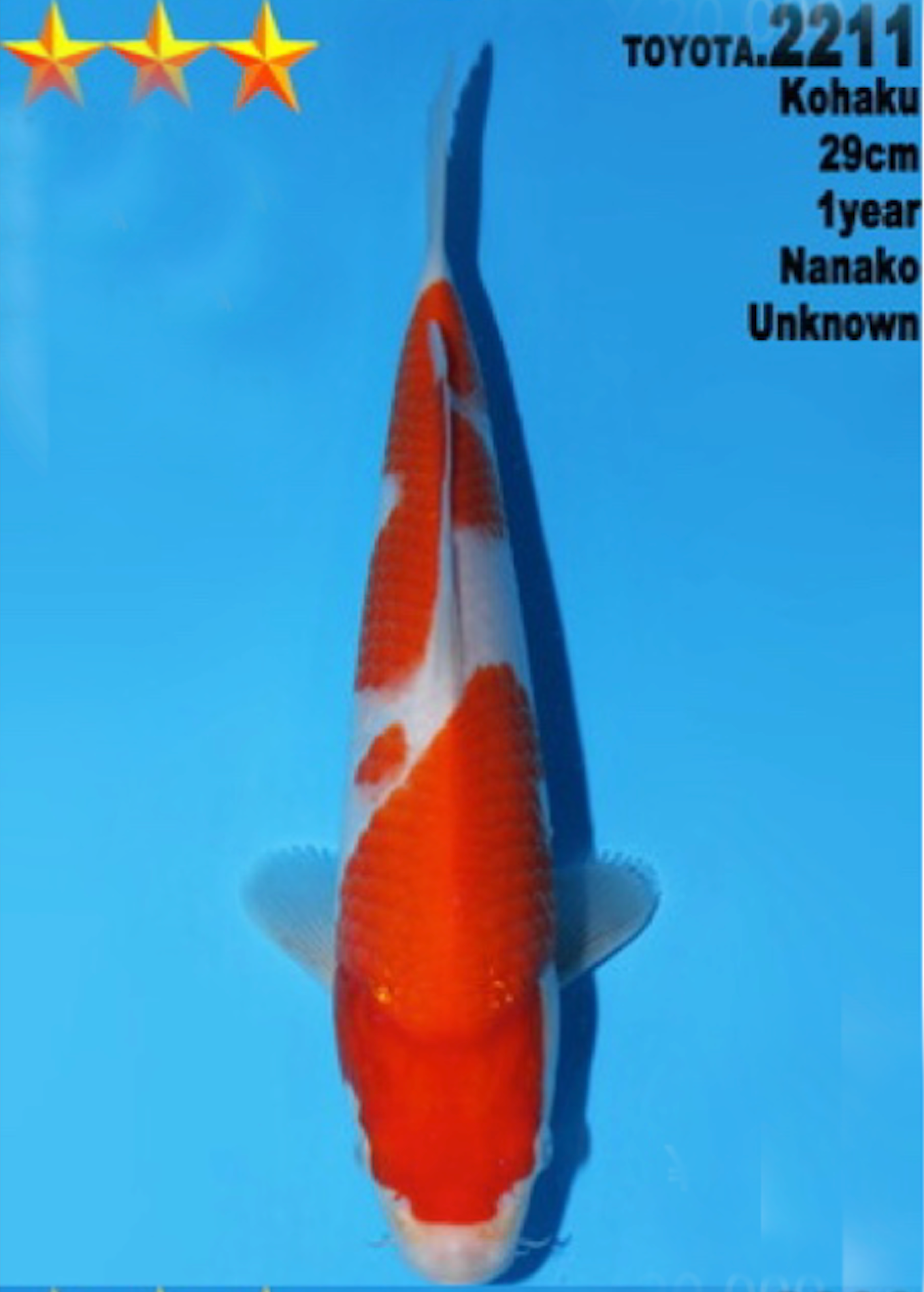 [#2211P25] Dainichi Tosai Kohaku [29cm]