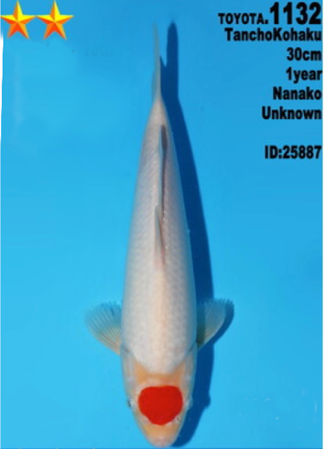 [#1132P25] Dainichi Tosai Tancho Kohaku [30cm] SOLD