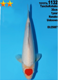 [#1132P25] Dainichi Tosai Tancho Kohaku [30cm] SOLD