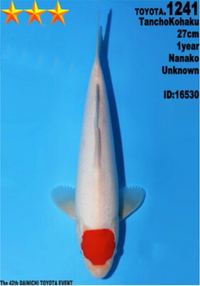 [#1241P25] Dainichi Tosai Tancho Kohaku [27cm]