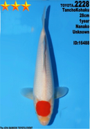 [#2228P25] Dainichi Tosai Tancho Kohaku [28cm]