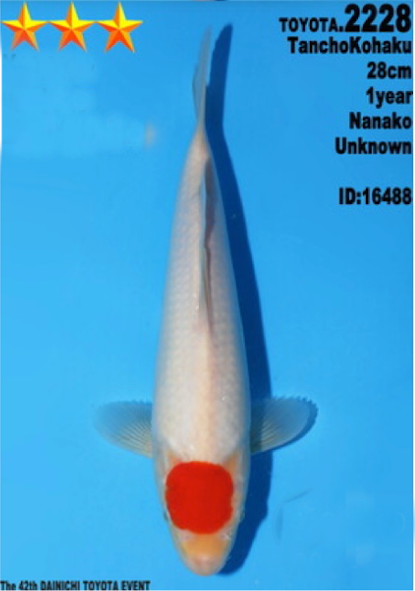 [#2228P25] Dainichi Tosai Tancho Kohaku [28cm]