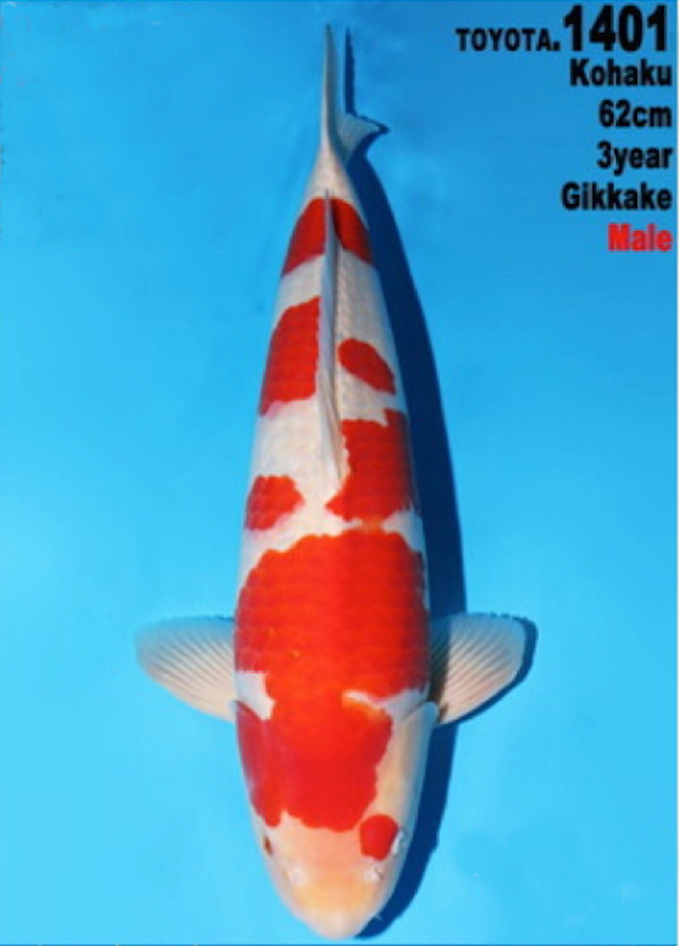 [#1401P25] Dainichi Nisai Kohaku [62cm]