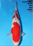 [#1402P25] Dainichi Nisai Kohaku [64cm]