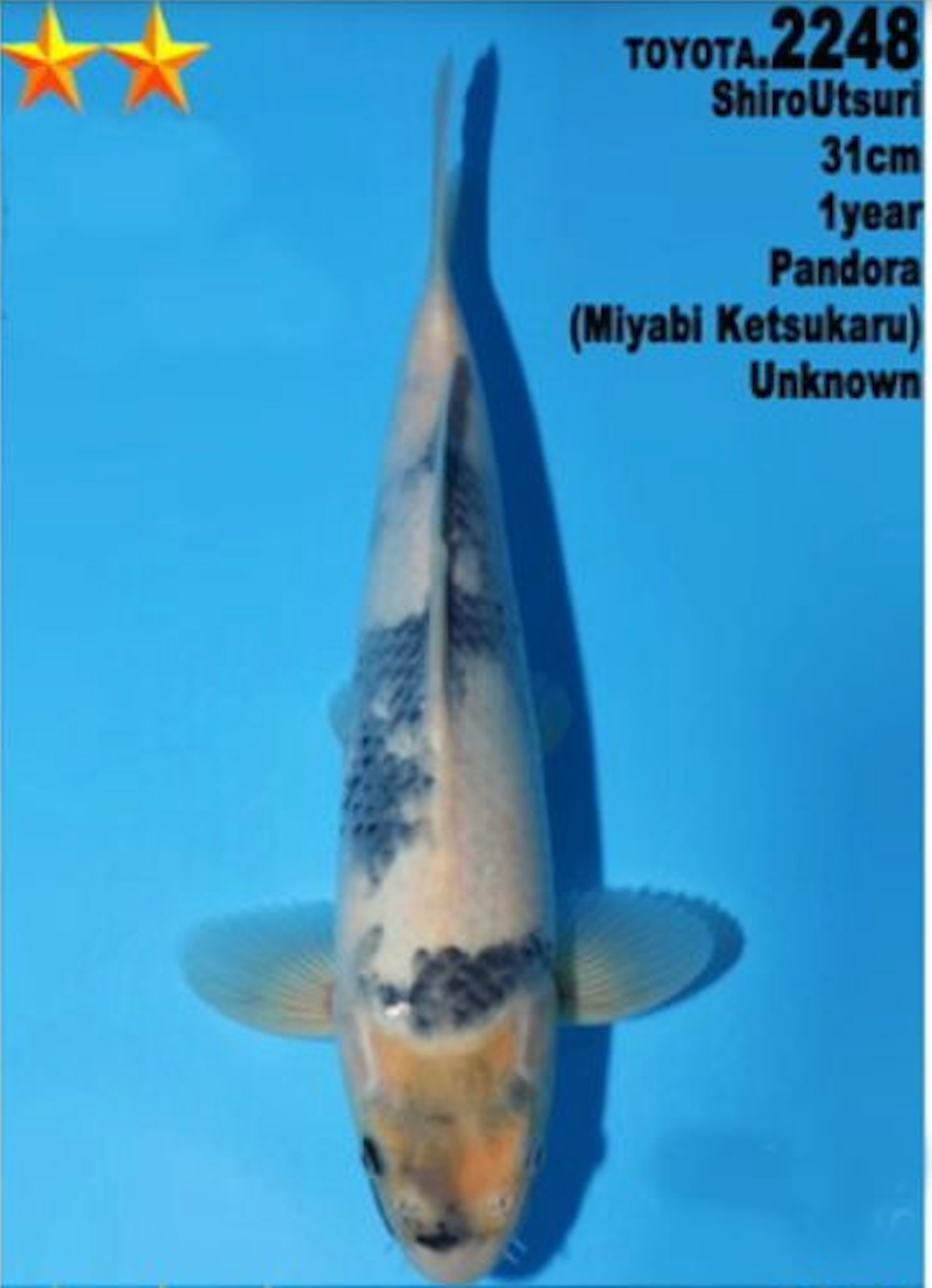 [#2248] Dainichi Tosai Shiro Utsuri [31cm]