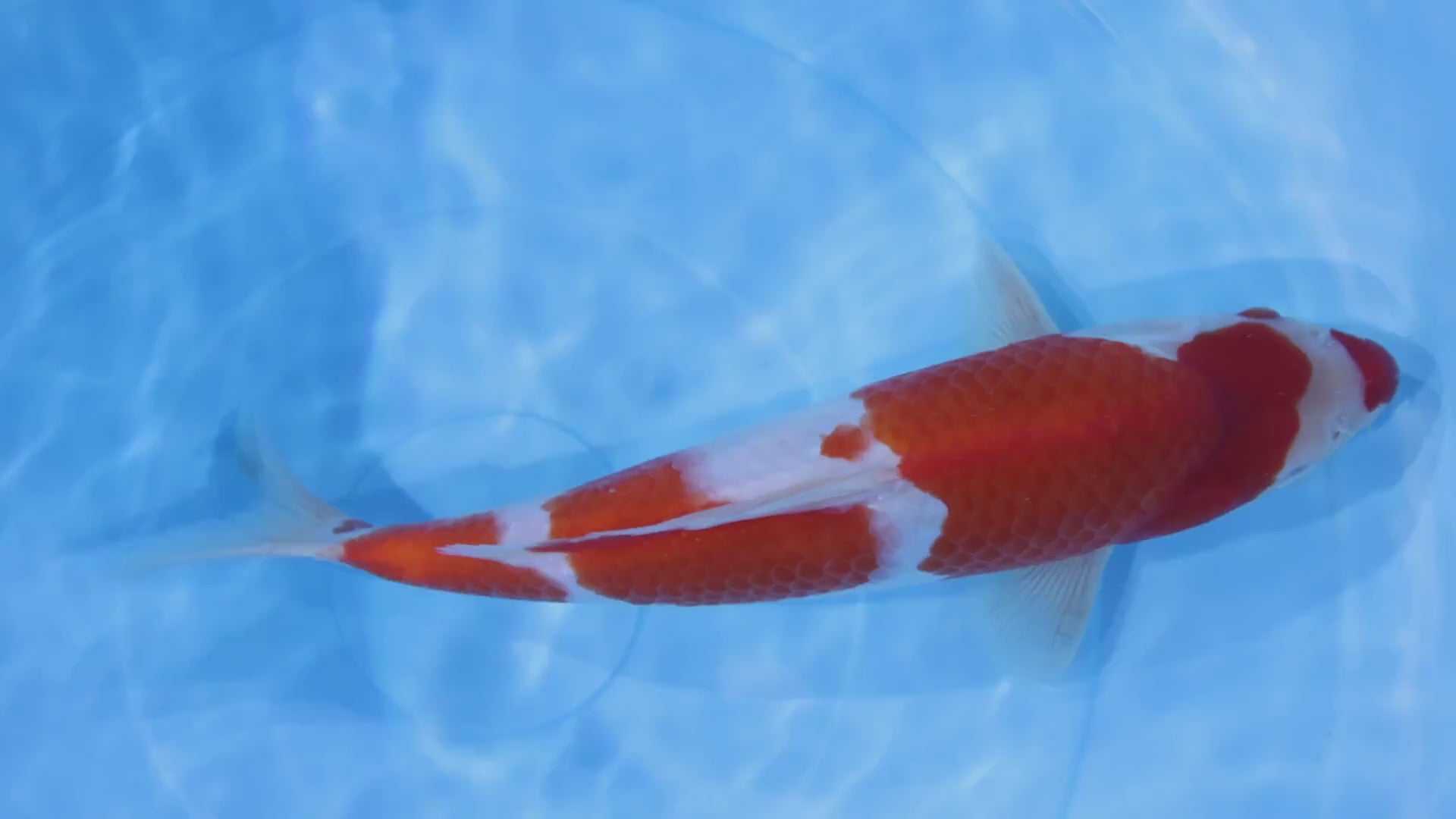 [#2195P25] Dainichi Tosai Kohaku [32cm]