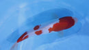 [#2272P25] Dainichi Tosai Kohaku [34cm]