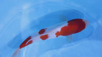 [#2272P25] Dainichi Tosai Kohaku [34cm]