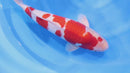[#1401P25] Dainichi Nisai Kohaku [62cm]