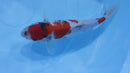 [#2275P25] Dainichi Tosai Showa [28cm]