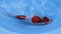 [#2290P25] Dainichi Tosai Showa [29cm]