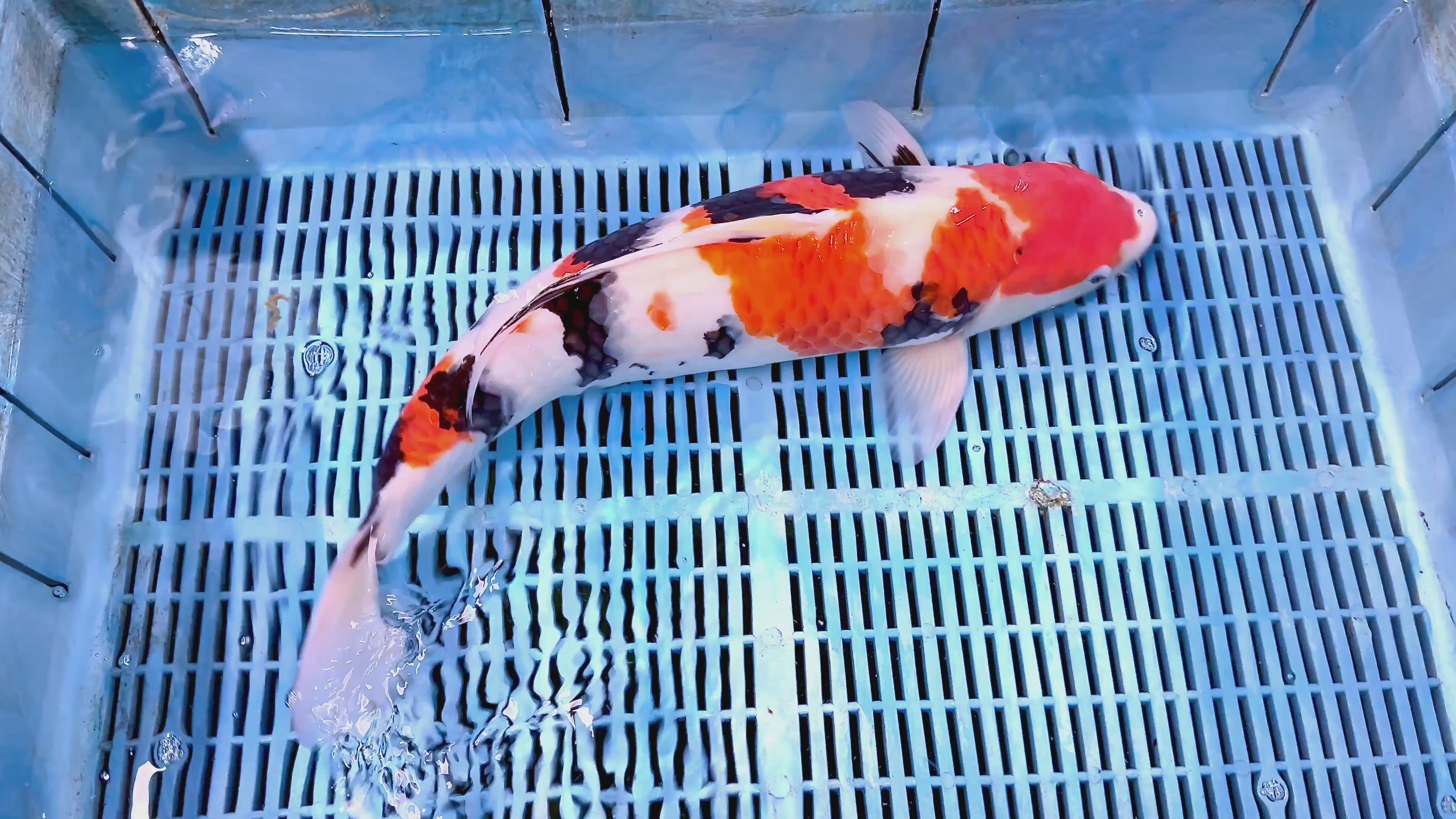 [#02P1] Tamaura Sanke