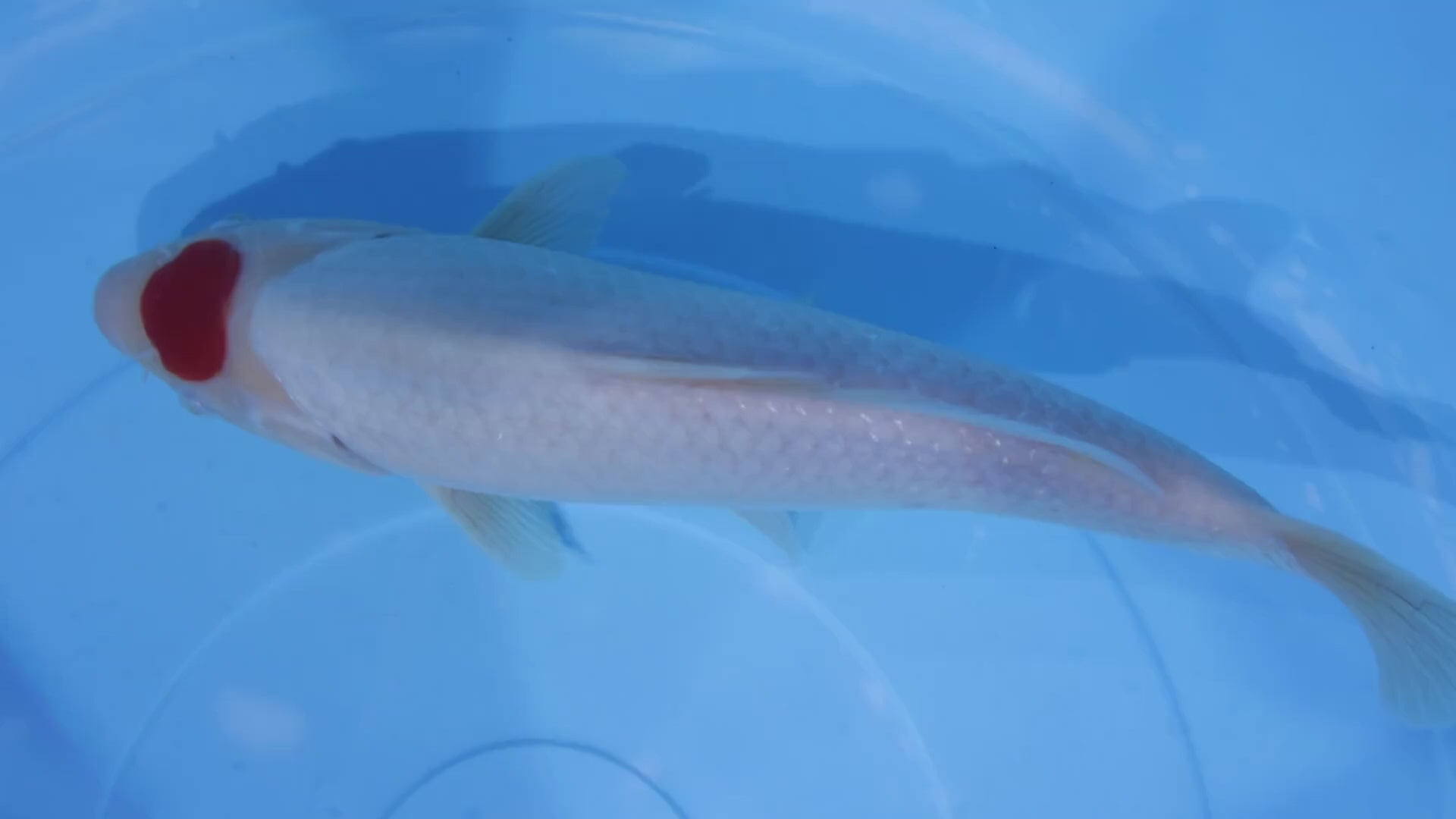 [#1132P25] Dainichi Tosai Tancho Kohaku [30cm] SOLD