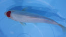 [#1132P25] Dainichi Tosai Tancho Kohaku [30cm] SOLD