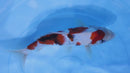 [#2299P25] Dainichi Tosai Showa [29cm]