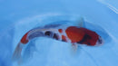 [#2242P25] Dainichi Tosai Showa [32cm]