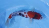 [#2242P25] Dainichi Tosai Showa [32cm]