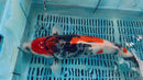 [#40P1] Showa [48cm][Female]
