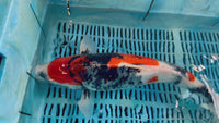 [#40P1] Showa [48cm][Female]