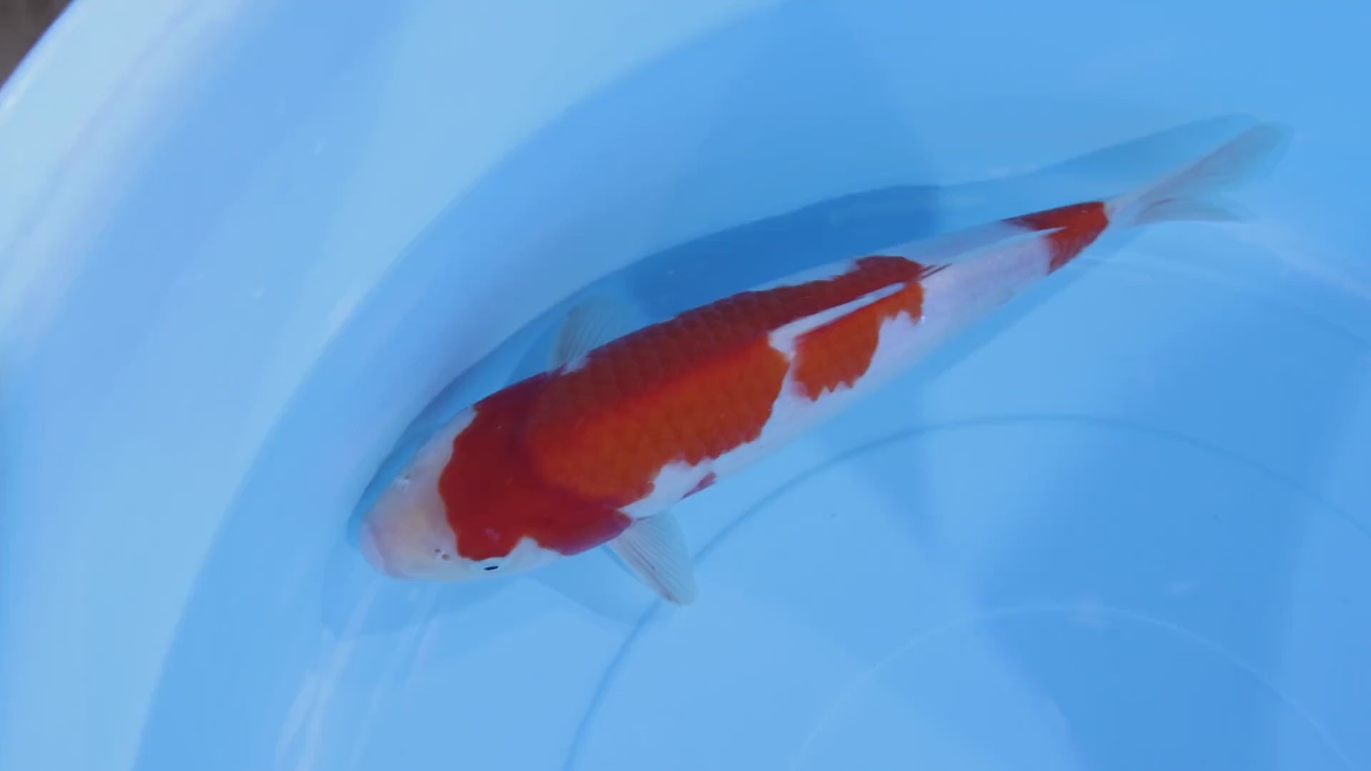 [#2004P25] Dainichi Tosai Kohaku[32cm]