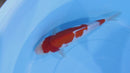 [#2004P25] Dainichi Tosai Kohaku[32cm]