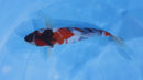 [#2307P25] Dainichi Tosai Showa [30cm]
