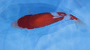 [#2172P25] Dainichi Tosai Kohaku [32cm]