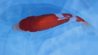 [#2172P25] Dainichi Tosai Kohaku [32cm]
