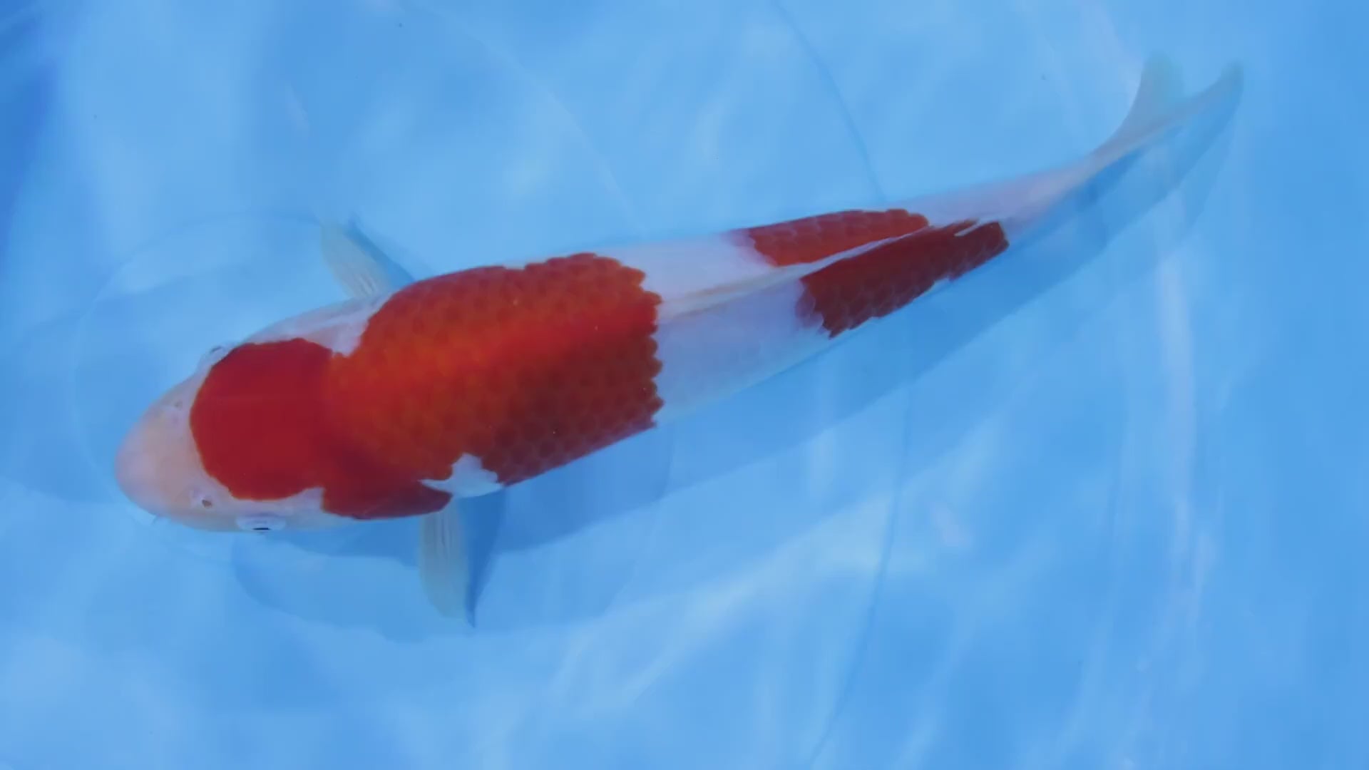 [#2057P25] Dainichi Tosai Kohaku[30cm]