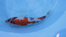 [#2274P25] Dainichi Tosai Showa [29cm]