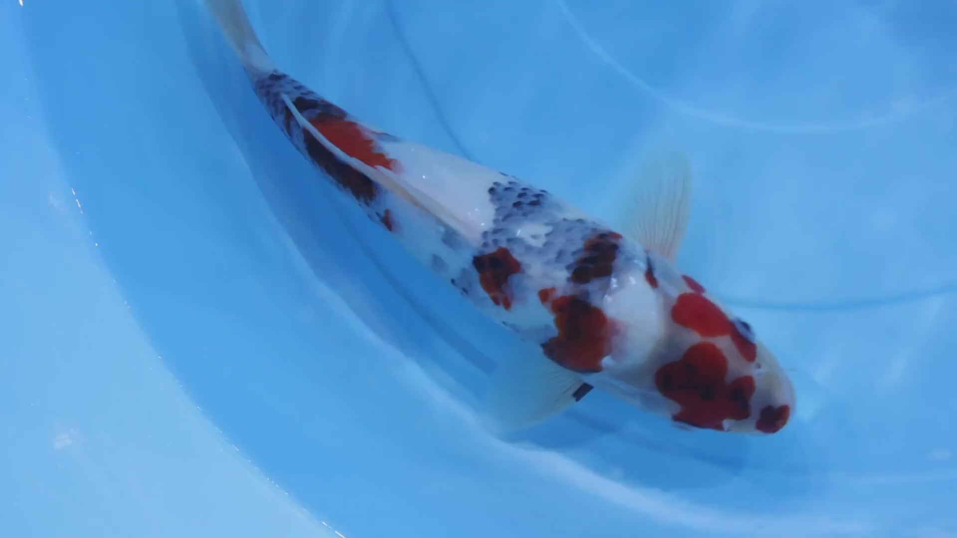 [#1317P25] Dainichi Tosai Showa [30cm]